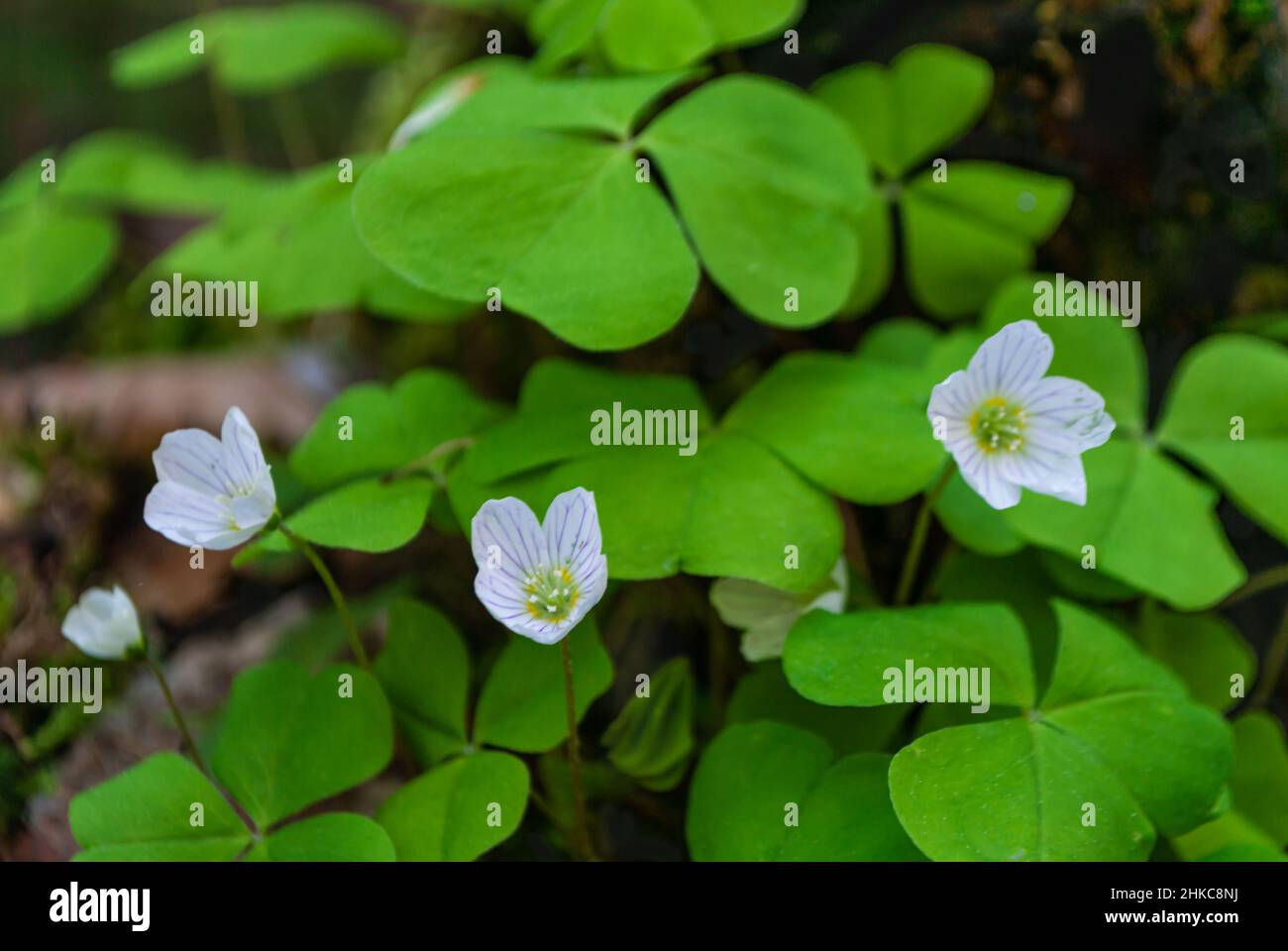 Nahaufnahme von Blüten und Blättern von Oxalis acetosella, die im Frühjahr blühen Stockfoto