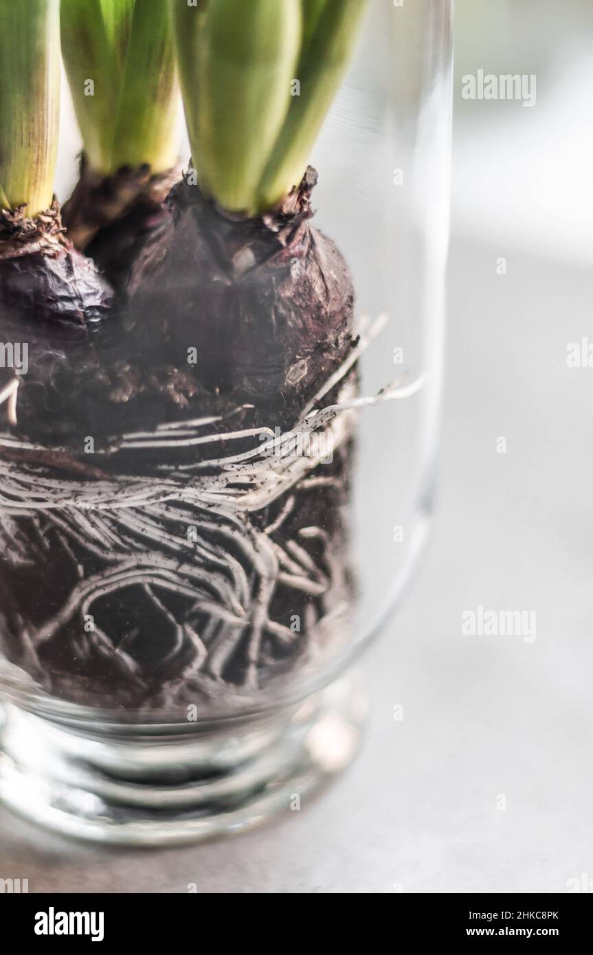 Weiße Wurzeln von drei Hyazinthen mit ungeöffneten Knospen in einer Glasvase Stockfoto