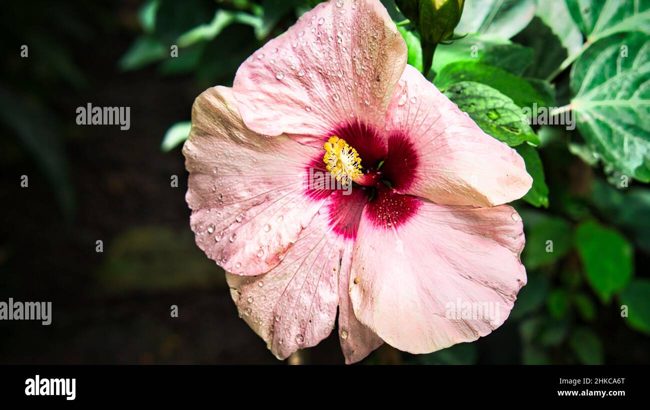 Hibiskusblüte mit schönen Blütenblättern, die einzeln auf einer Blumenwiese dargestellt sind. Die Blume in der Wiese Bokeh Stockfoto