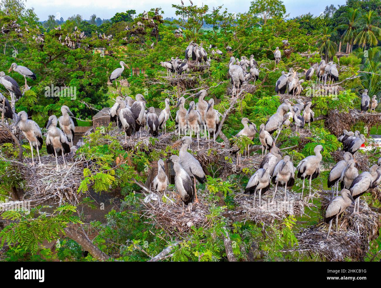 Asian openbill Störche mit ihren Küken im Nest Stockfoto