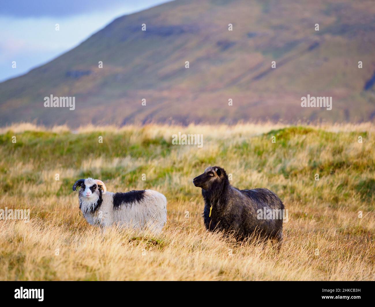 Färöer Schafe auf den Färöer Inseln. Es handelt sich um ein autonomes Gebiet innerhalb des Königreichs Dänemark. Europa. Stockfoto