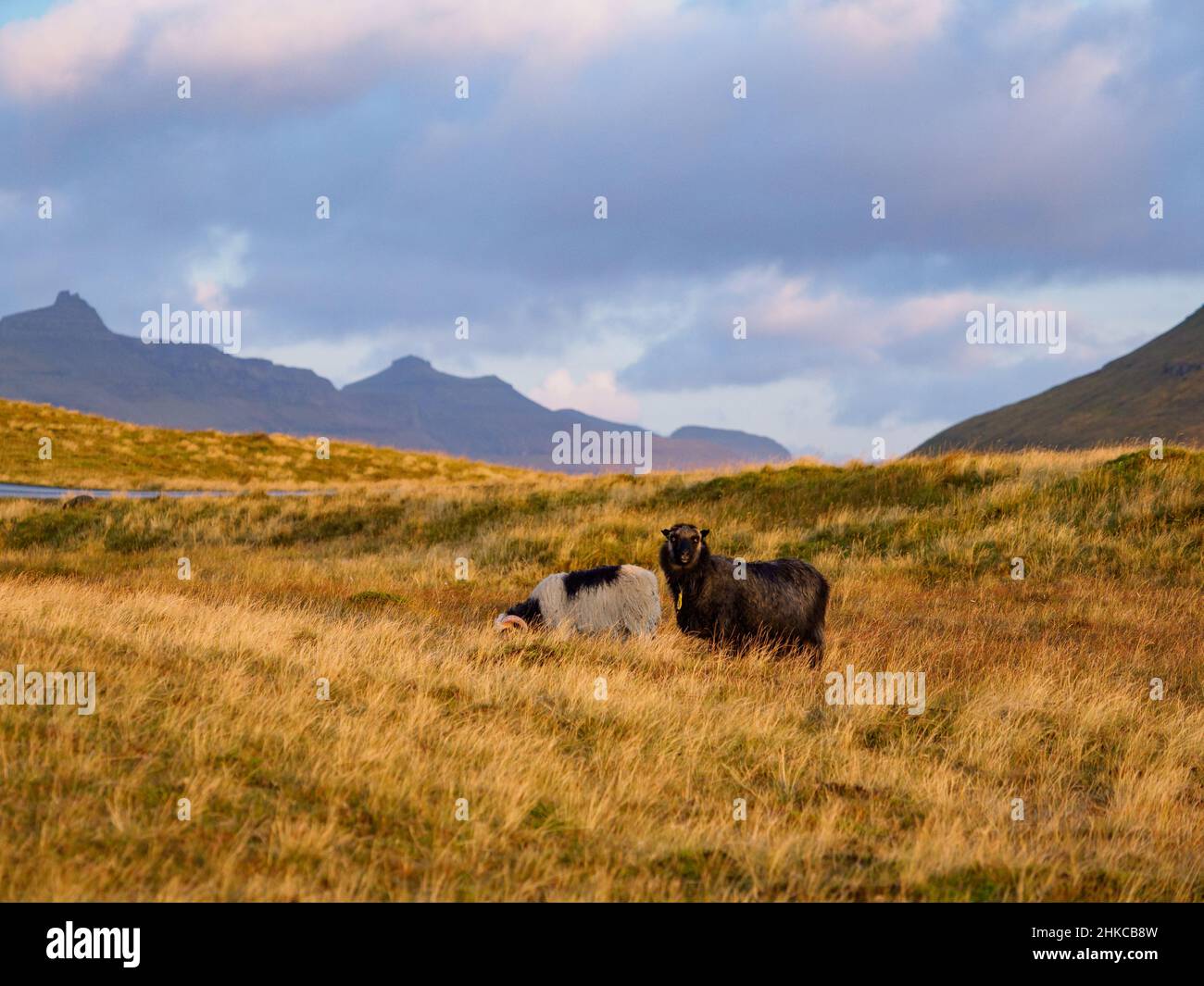 Färöer Schafe auf den Färöer Inseln. Es handelt sich um ein autonomes Gebiet innerhalb des Königreichs Dänemark. Europa. Stockfoto