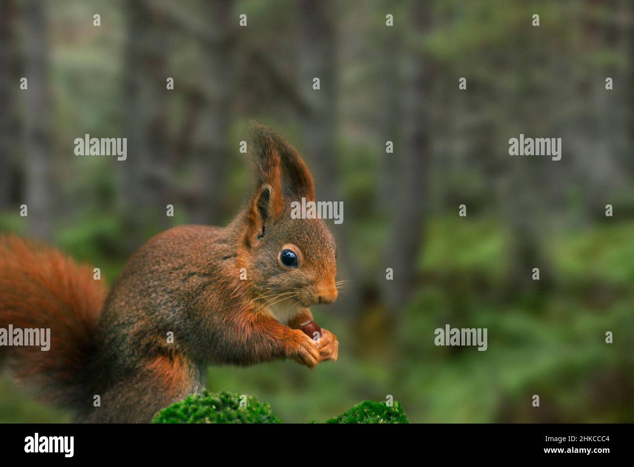Rotes Eichhörnchen / Eurasisches rotes Eichhörnchen (Sciurus vulgaris), das Haselnuss im Kiefernwald frisst Stockfoto