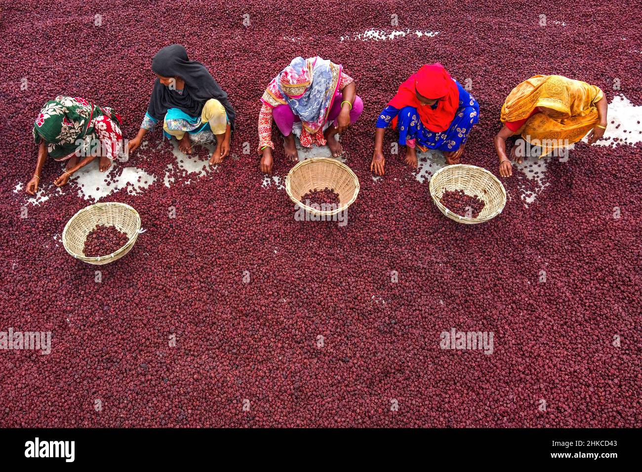 Teams von Frauen arbeiten unter der prallen Sonne und sortieren nach einer rasant geernteten Ernte Tausende von Jujube-Früchten. Stockfoto