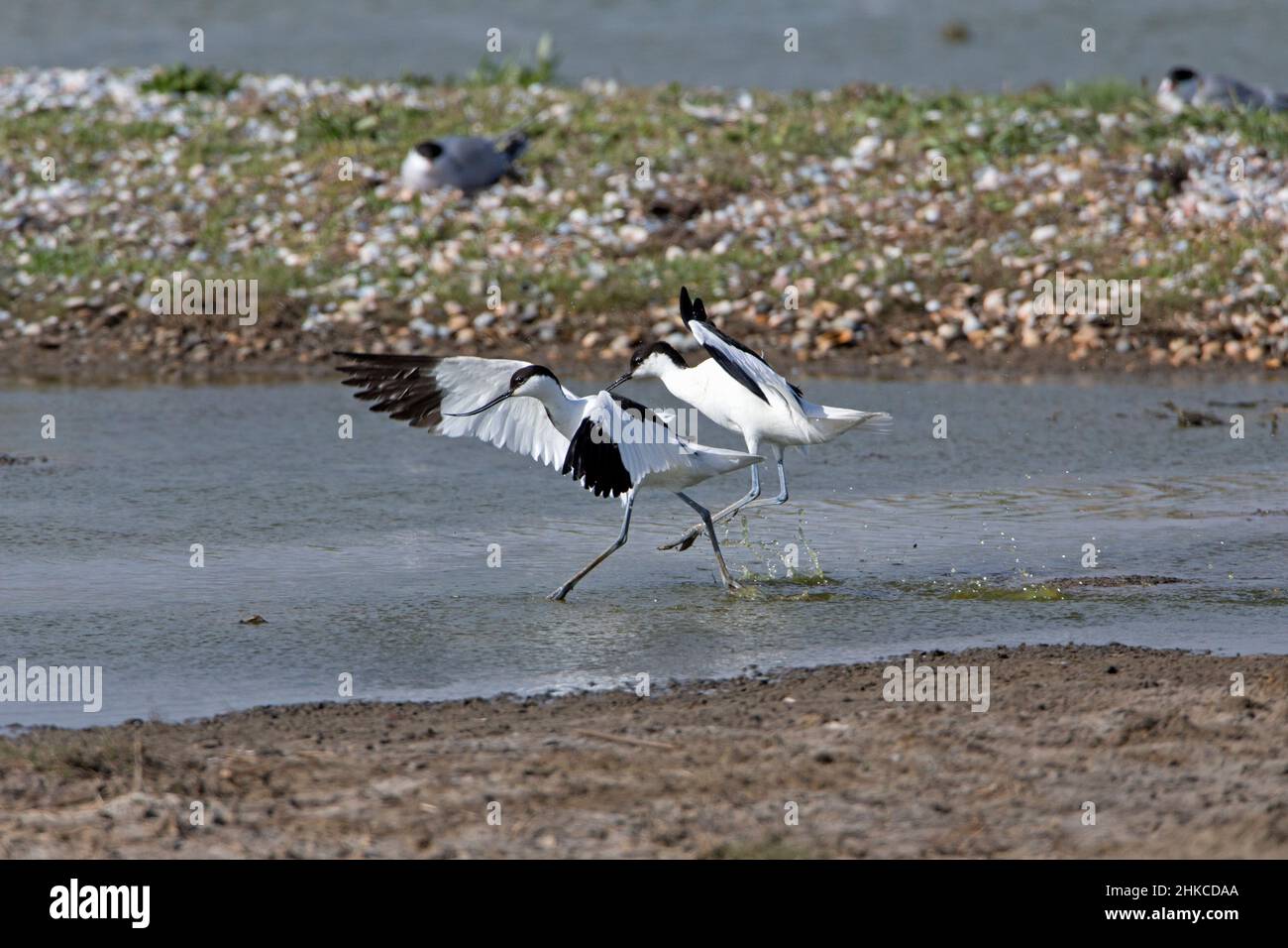 Avocet (Recurvirostra avosetta) zwei rivalisierende Männchen, die um territoriale Rechte kämpfen, Insel Texel, Holland, Europa Stockfoto