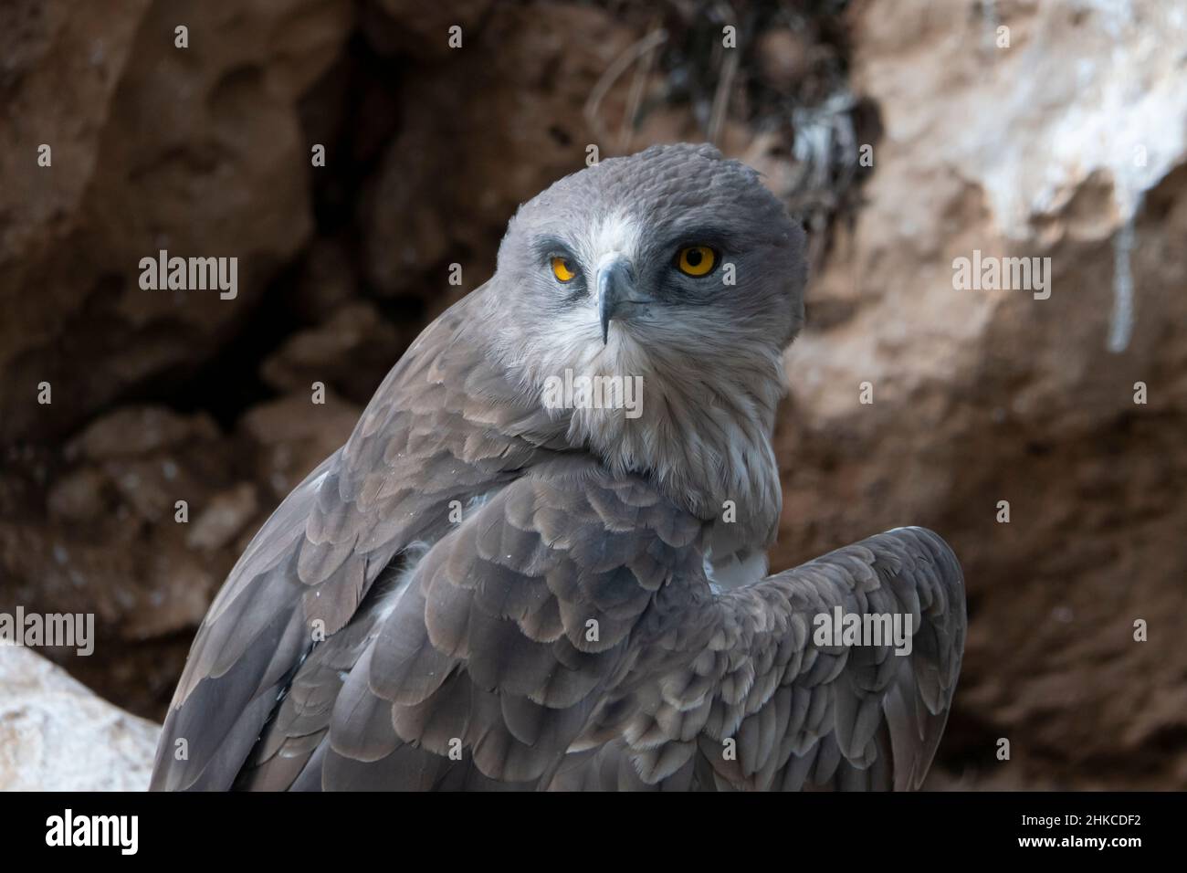 Ein Schlangenadler (Circaetus gallicus), auch bekannt als der Schlangenadler, ein mittelgroßer Greifvogel in der Familie Accipitridae, der im gesamten Mittelmeerbecken, in Russland und den Nahen Osten, in Teilen Westasiens und auf dem indischen Subkontinent sowie weiter östlich auf einigen indonesischen Inseln gefunden wurde. Stockfoto