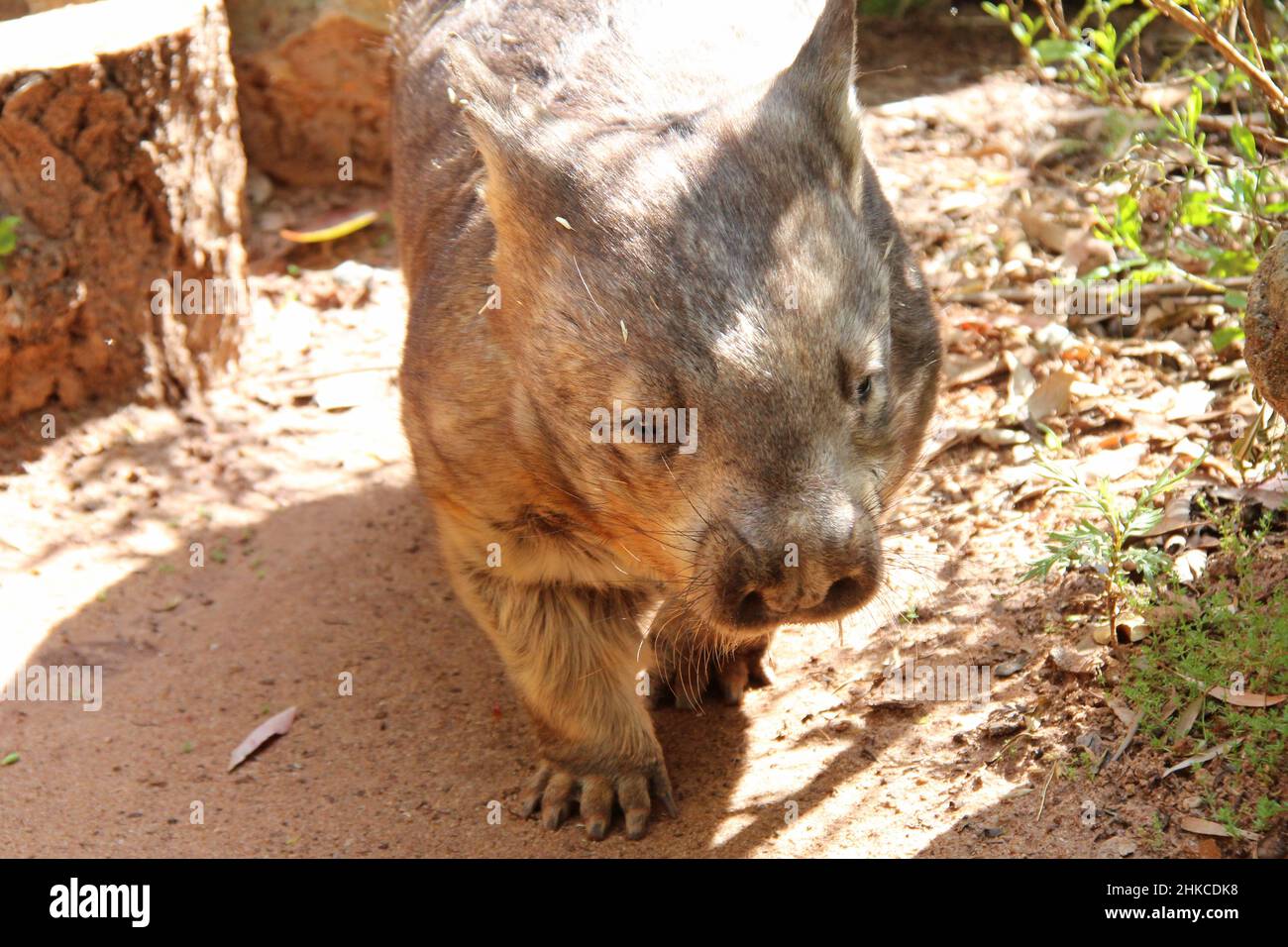 wombat in einem Zoo in adelaide (australien) Stockfoto