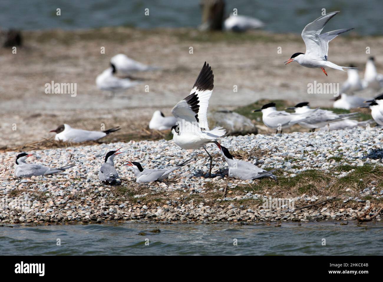 Seeschwalbe (Sterna hirundo) brütende Vögel greifen eindringende Avocet (Recurvirotra avosetta), Insel Texel, Holland, Europa an Stockfoto