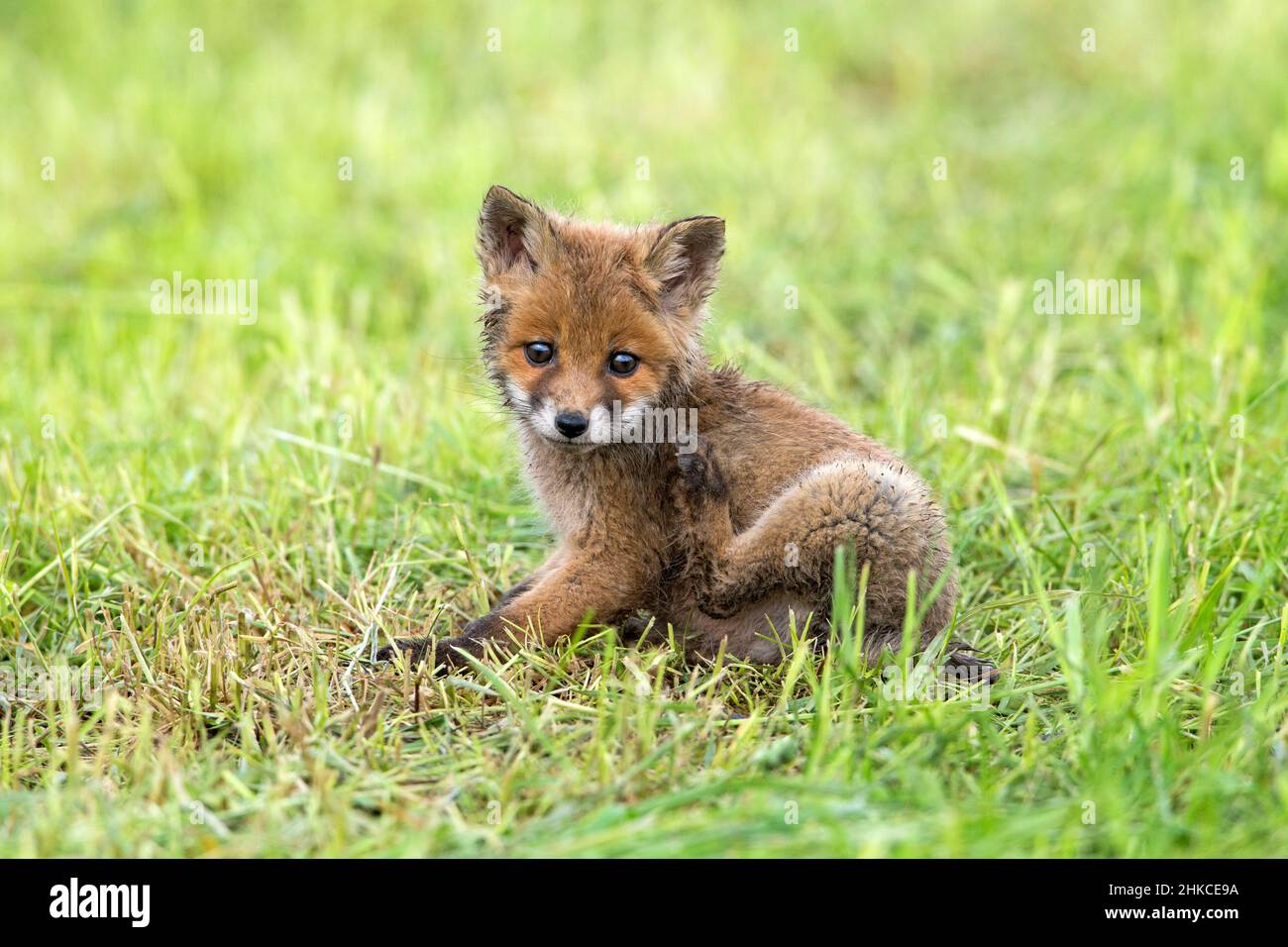 European Rd Fox (Vulpes vulpes) Junge kratzt sich am Ohr, Deutschland Stockfoto