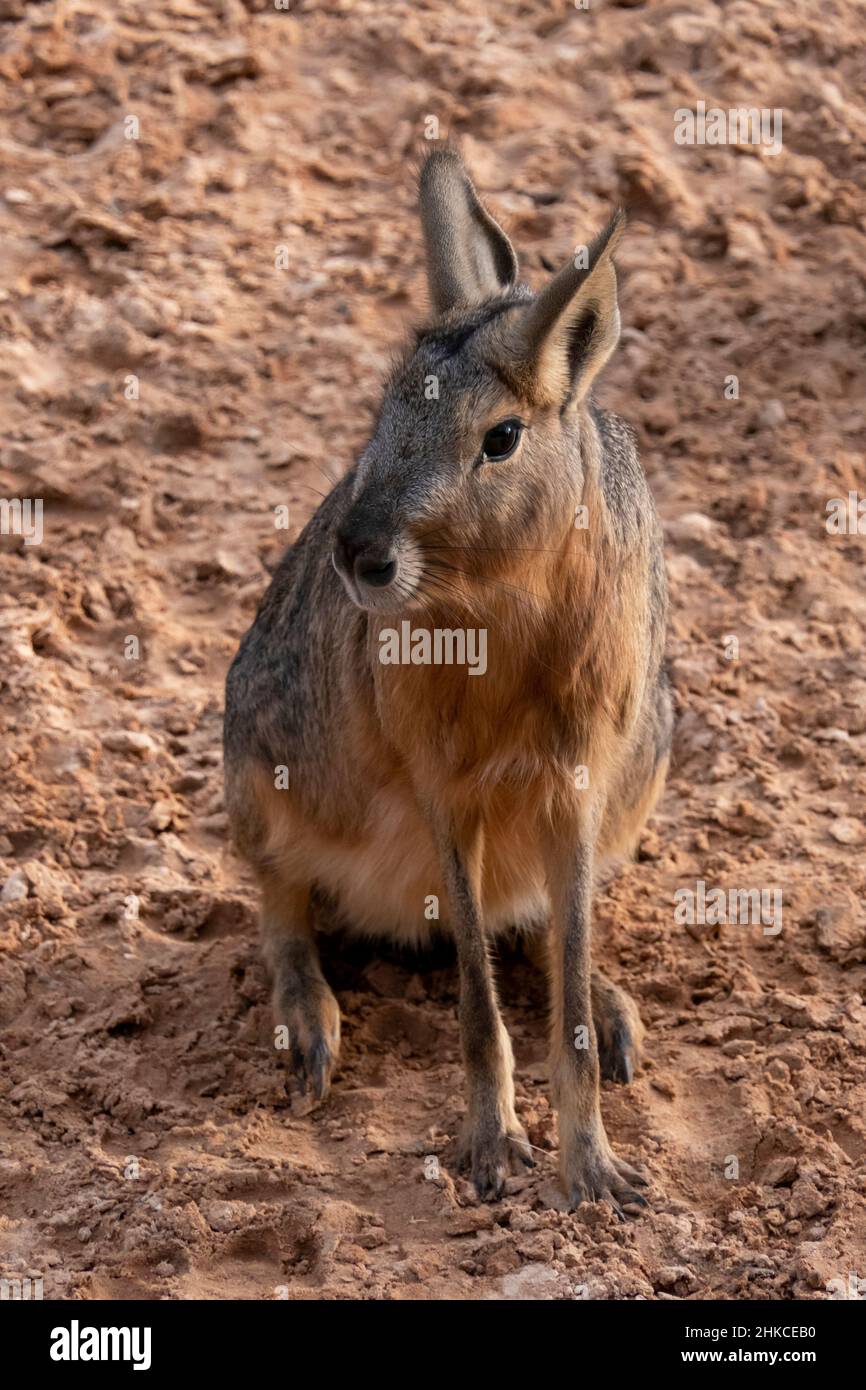 Ein südamerikanischer Tapir (Tapirus terrestris), auch bekannt als brasilianischer Tapir. Der Amazonastapir, der Mähne-Tapir oder der Flachlandtapir Stockfoto