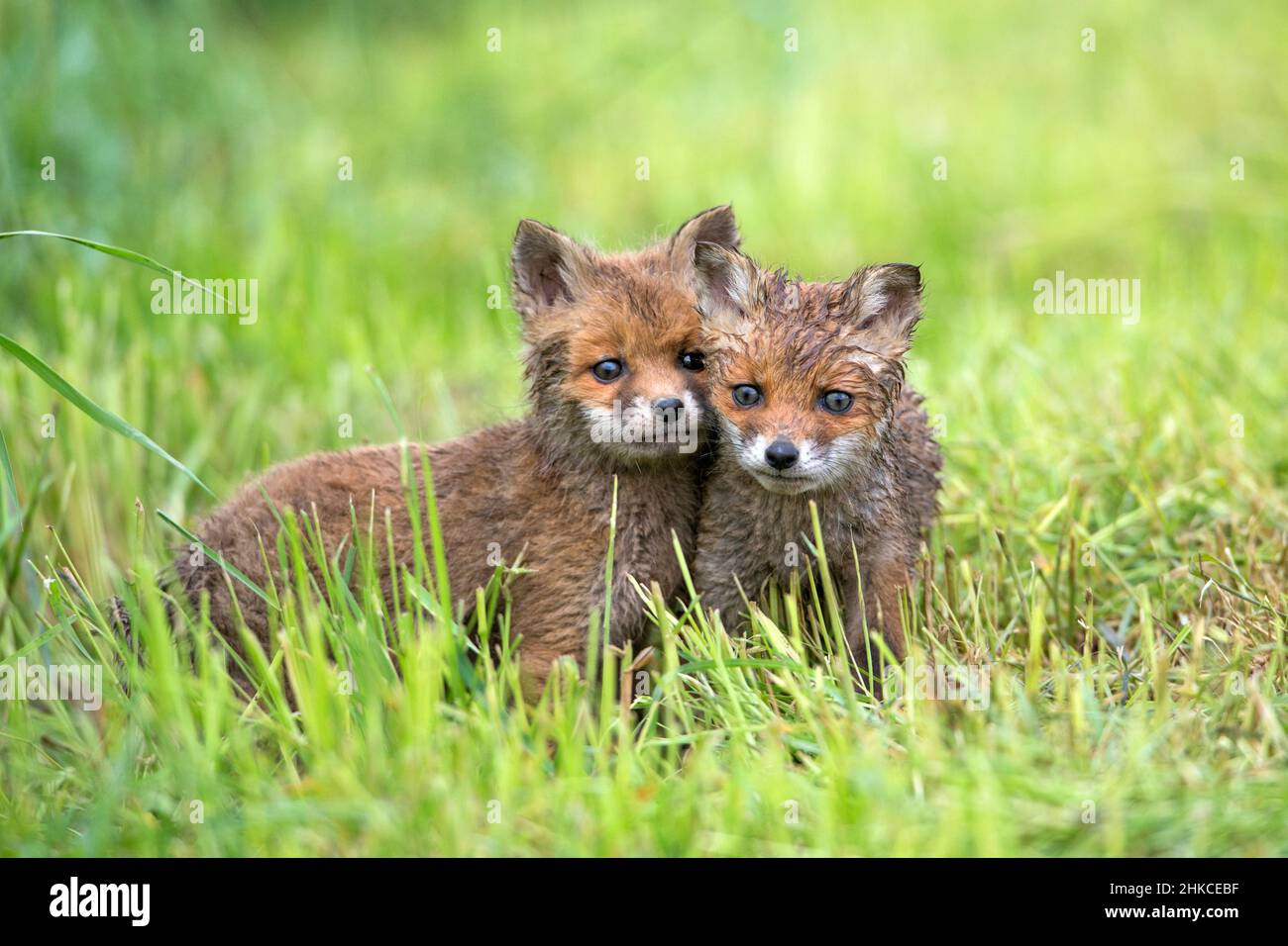 Europäischer Rodfuchs (Vulpes vulpes) zwei Junge warnen auf Wiese, Deutschland Stockfoto