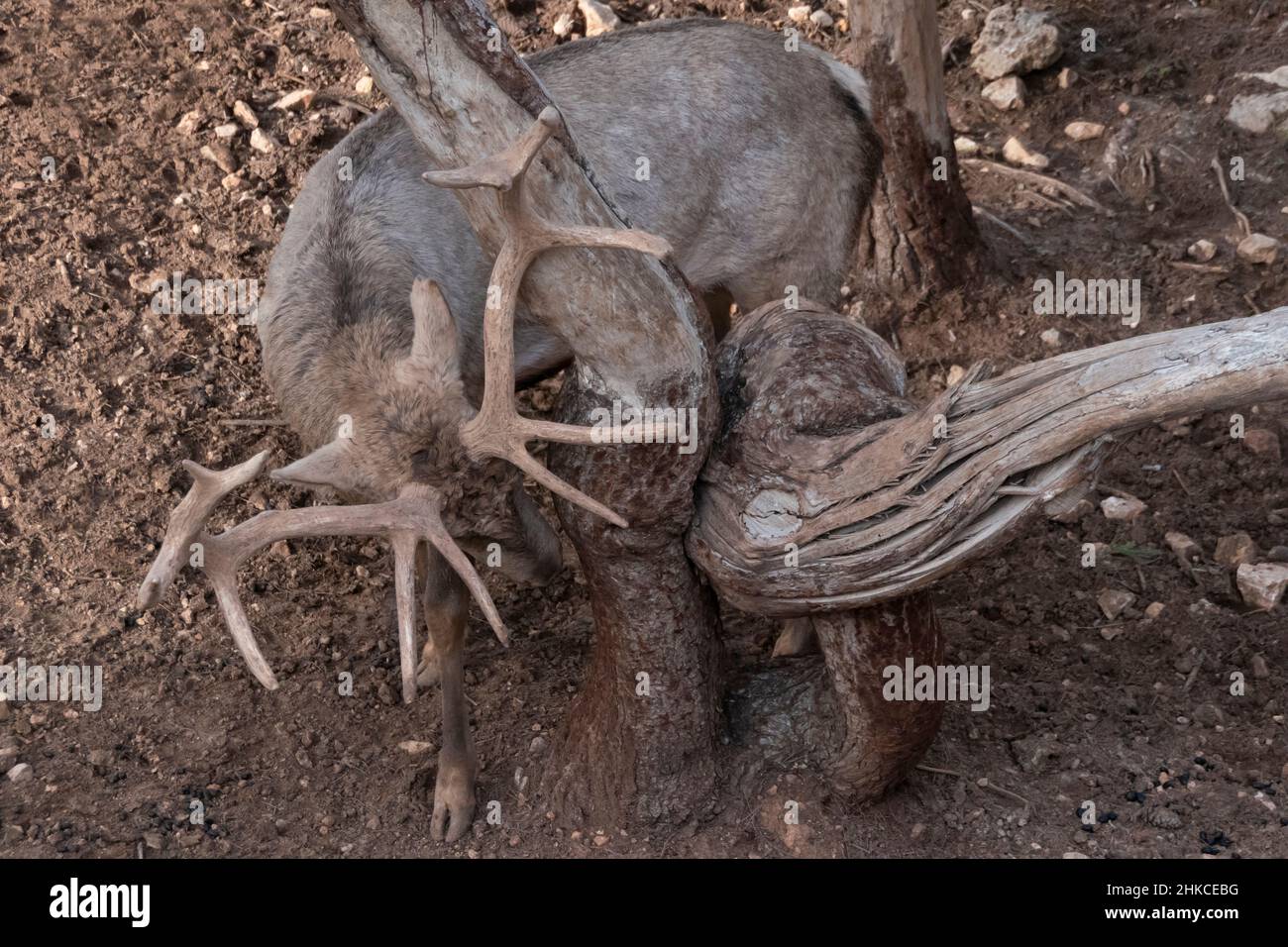 Ein baktrianischer Hirsch (Cervus hanglu bactrianus), auch Bukhara-Hirsch, Bokhara-Hirsch oder Baktrien-Wapiti genannt, eine Unterart zentralasiatischer Rothirsche im Flachland, die in Zentralasien beheimatet ist. Stockfoto