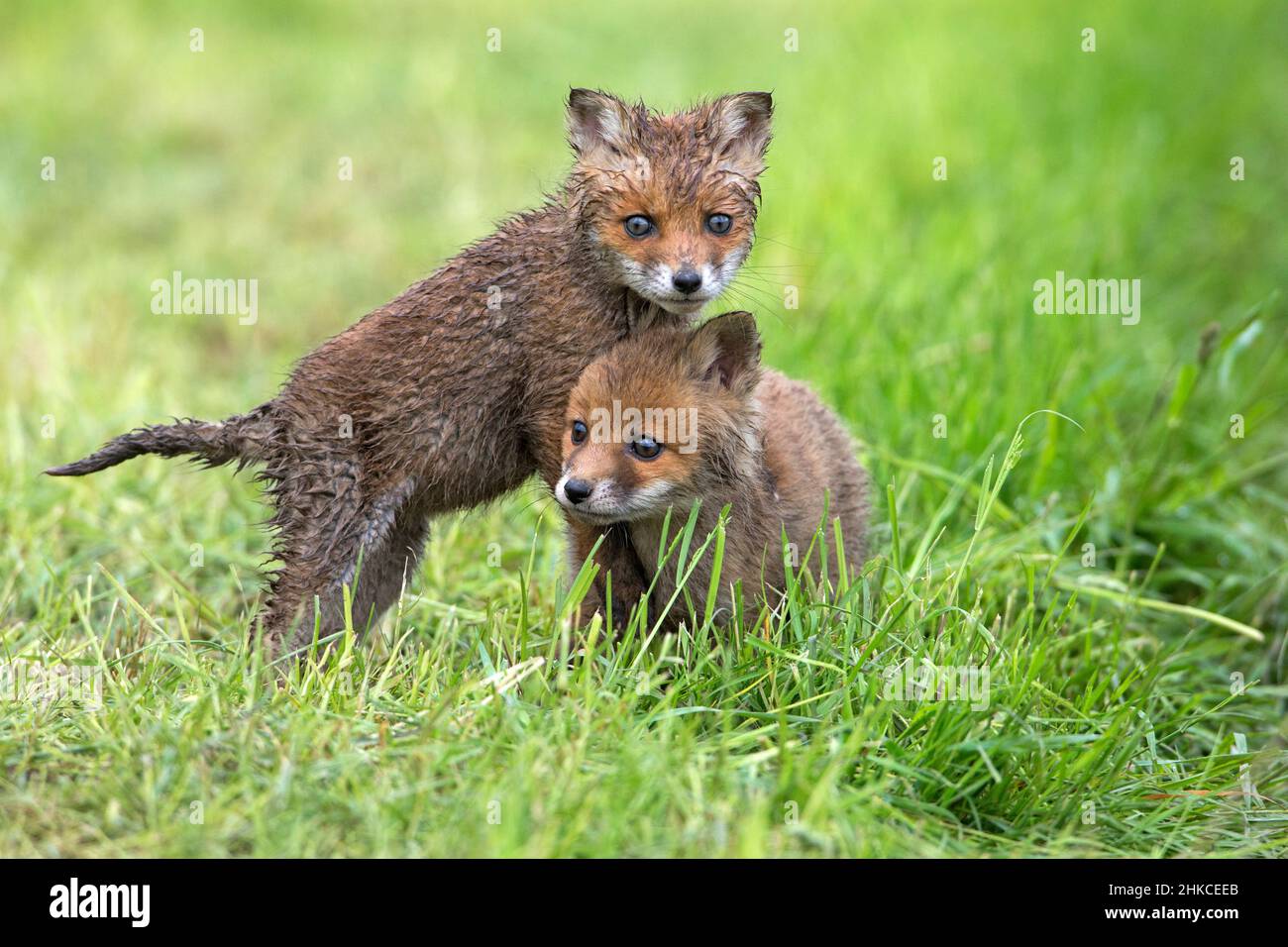 European Rd Fox (Vulpes vulpes) zwei Jungen spielen auf der Wiese, Deutschland Stockfoto