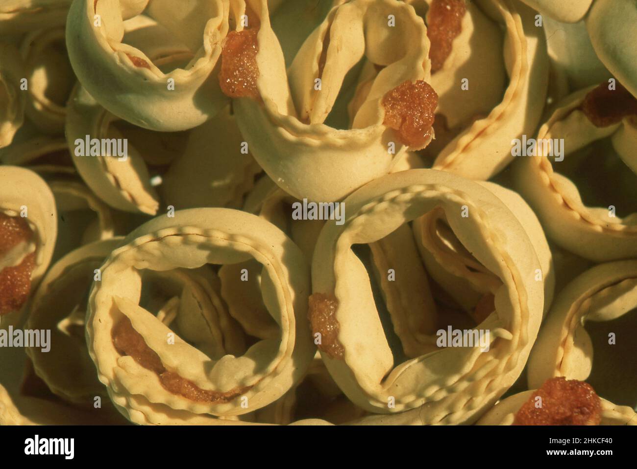 Tiricche: Traditionelles sardisches Dessert (gescannt von Farblider) Stockfoto