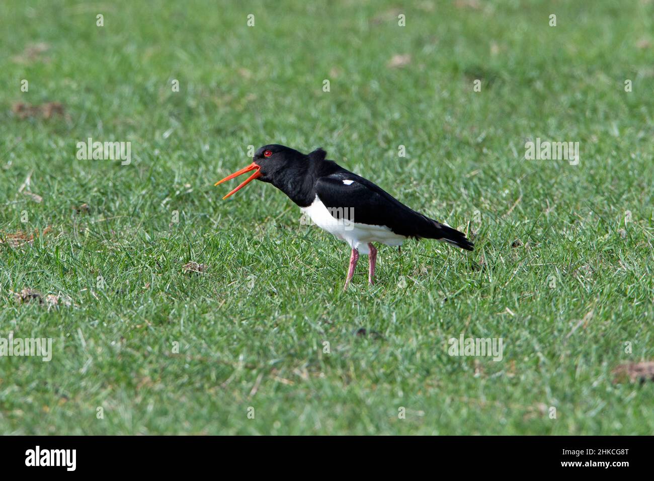 Austernfischer (Haematopus ostralegus) Calling, Insel Texel, Holland, Europa Stockfoto