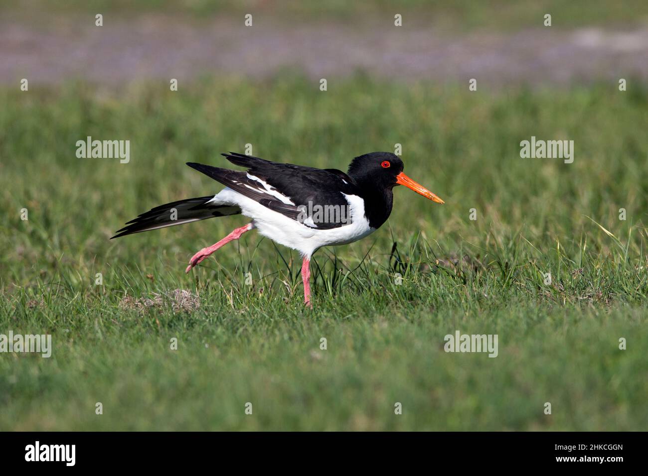 Austernfischer (Haematopus ostralegus), der die Flügelmuskeln dehnt, Insel Texel, Holland, Europa Stockfoto