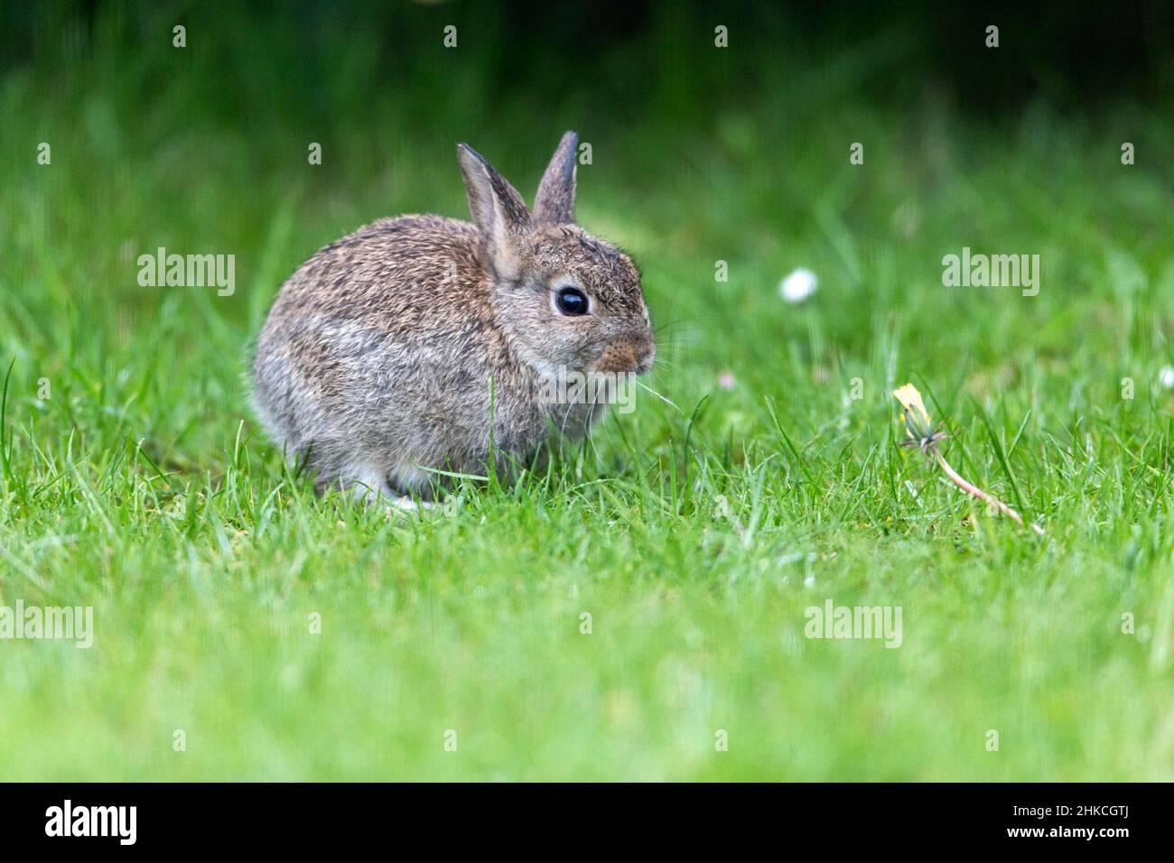 Wildkaninchen (Oryctolagus cuniculus), Baby-Kaninchen beim Blick auf Löchenkrautpflanze auf Gartenrasen, Insel Texel, Holland, Europa Stockfoto