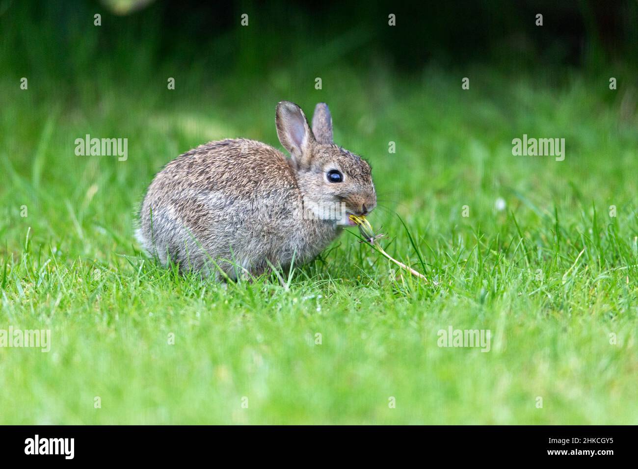 Wildkaninchen (Oryctolagus cuniculus), Baby-Kaninchen, das Löwenkerze auf Gartenrasen isst, Insel Texel, Holland, Europa Stockfoto