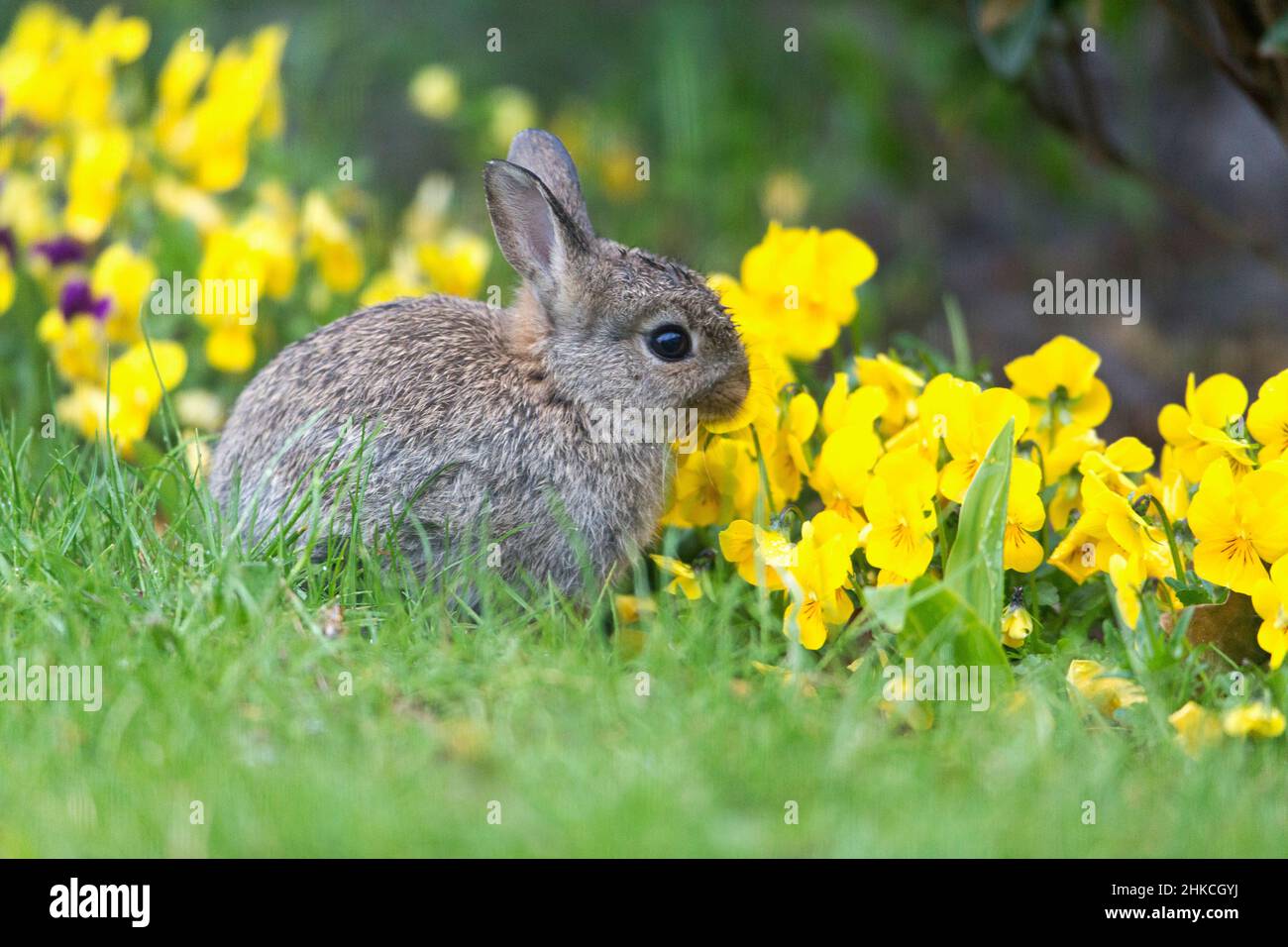 Wildkaninchen (Oryctolagus cuniculus) Baby Kaninchen essen Stiefmütterchen Blumen im Garten, Insel Texel, Holland, Europa Stockfoto