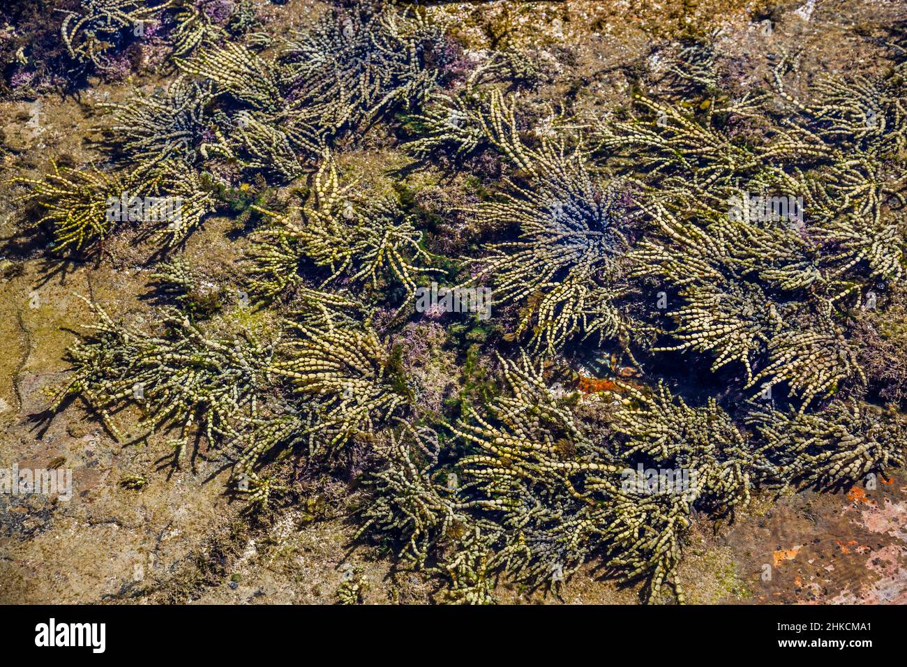 Hormosira banksii, auch bekannt als Neptuns Kette, Neptuns Perlen, Seegras oder Bubbleweed, eine Art von Algen in der Maitland Bay, Bouddi Nationa Stockfoto