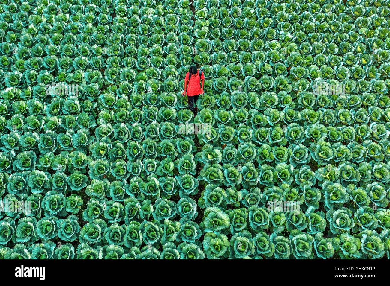 Kohlbauern neigen zu ihrem enormen Pflaster, wenn sie das Gemüse für die Ernte vorbereiten. Stockfoto