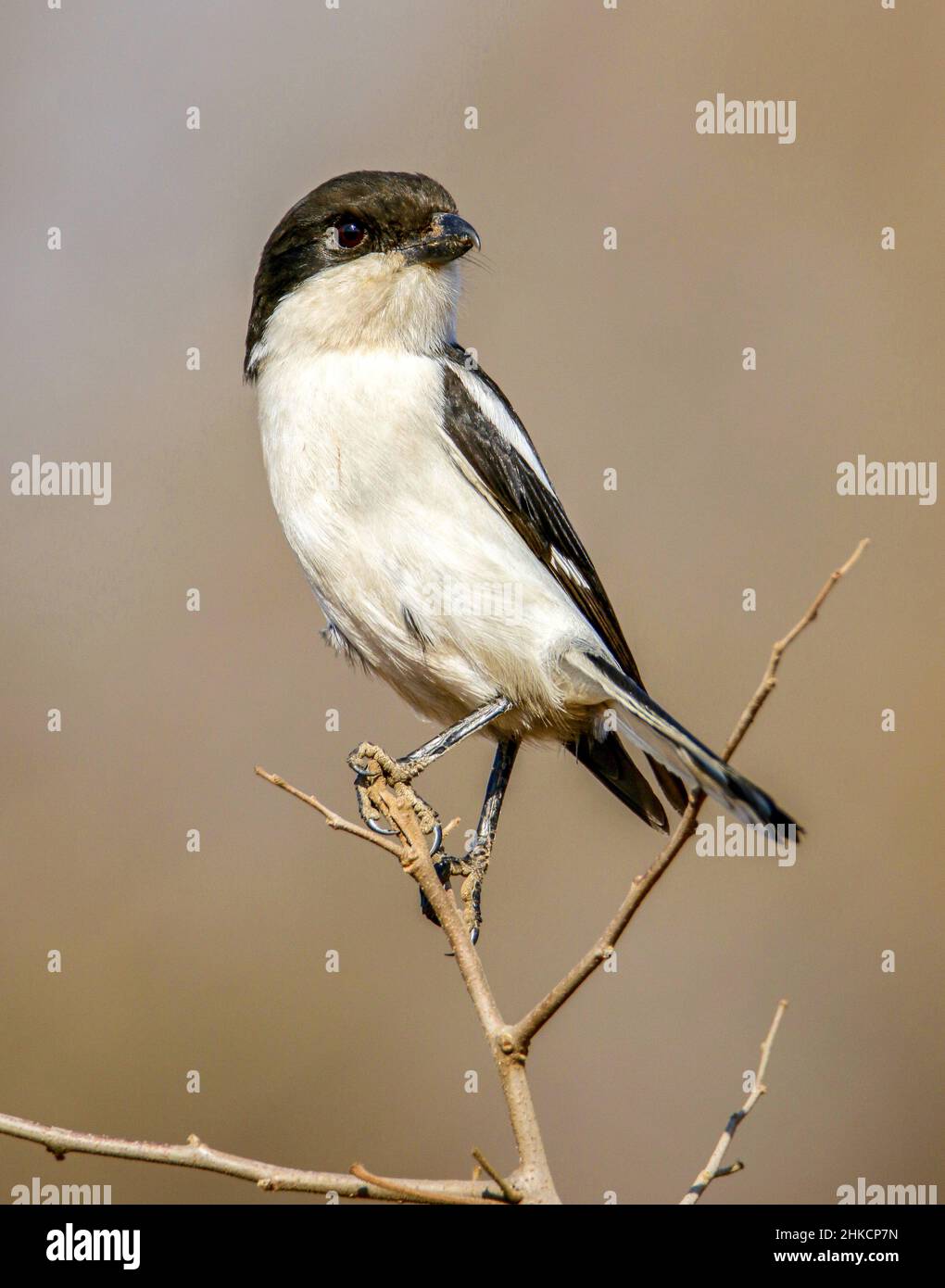 Gemeinsame Fiskalpolitik, Pilanesberg National Park Stockfoto