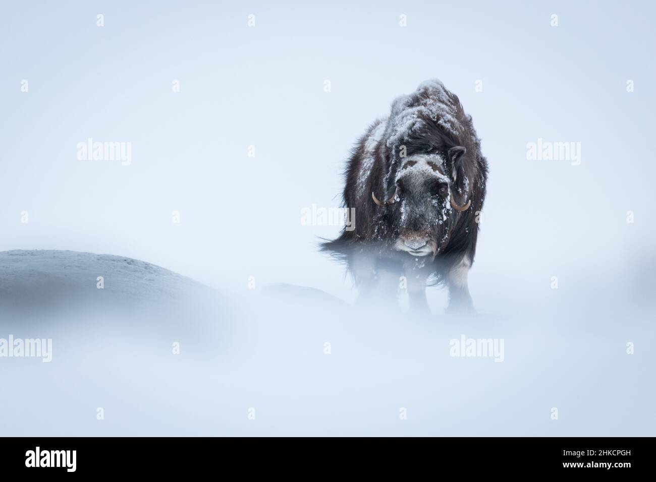 Musk Ox in Dovrefjell, Norwegen an einem schneebedeckten Tag Stockfoto