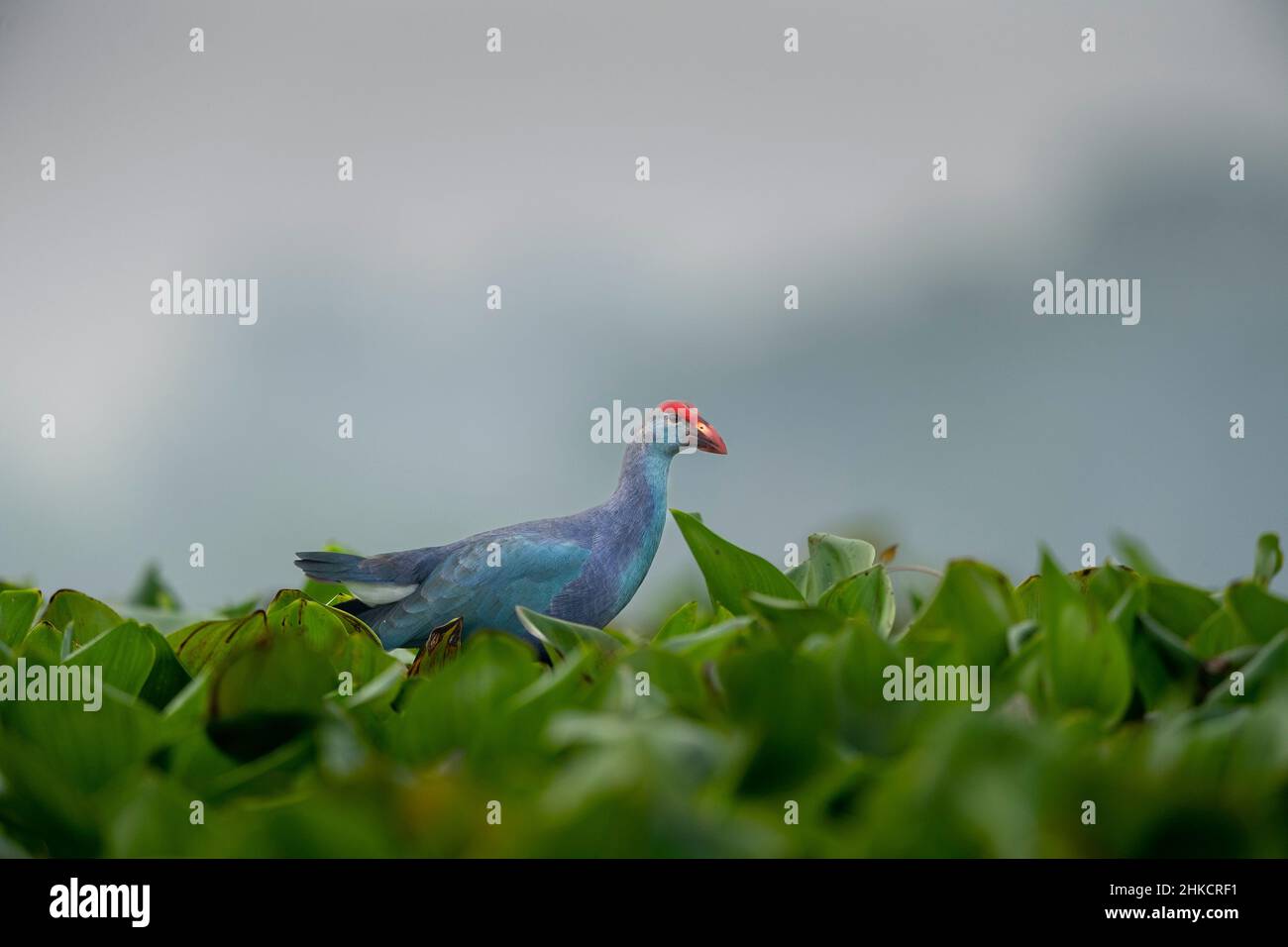 Schwalbe mit Drahtschwanz Stockfoto