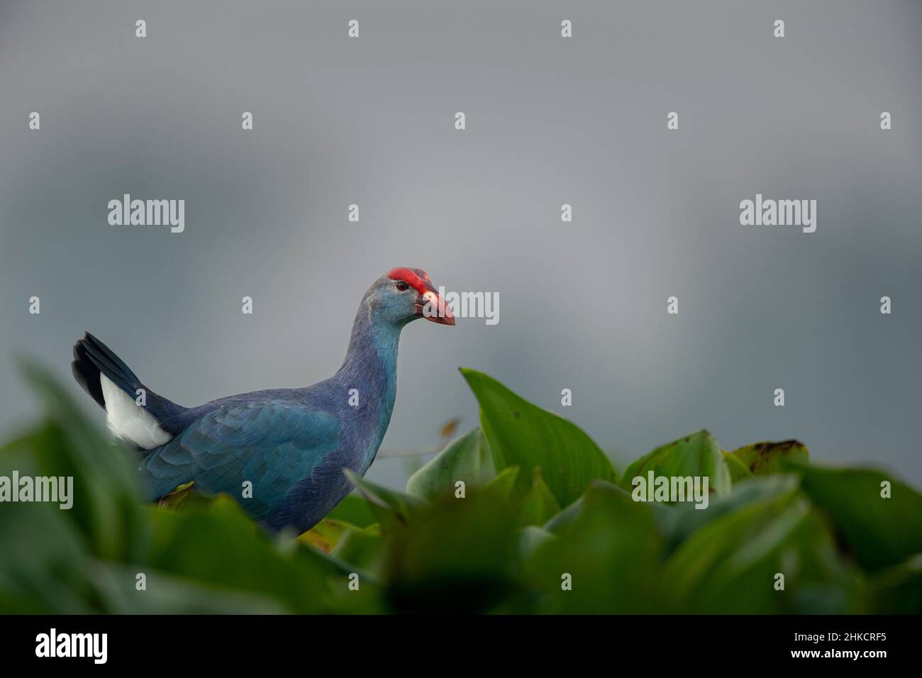 Schwalbe mit Drahtschwanz Stockfoto