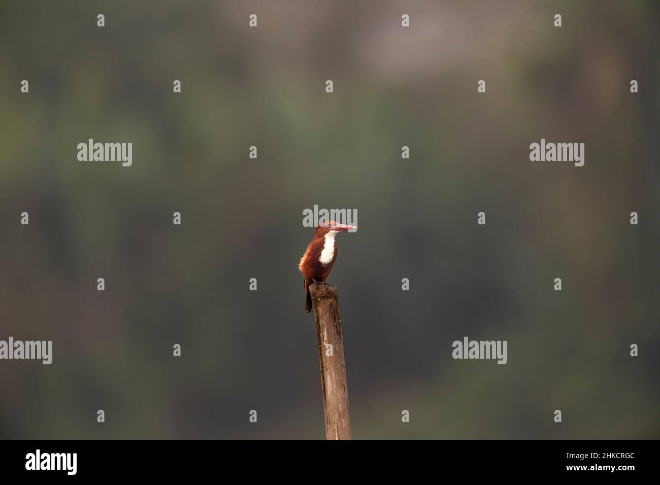 Weißbrusteisvögel Stockfoto