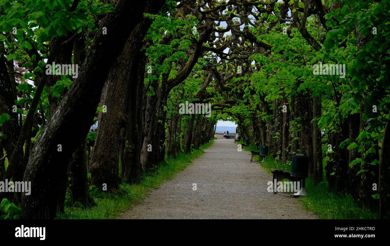 Ein Spaziergang unter einem Tunnel wie bei grünen Bäumen im Sommer... Stockfoto