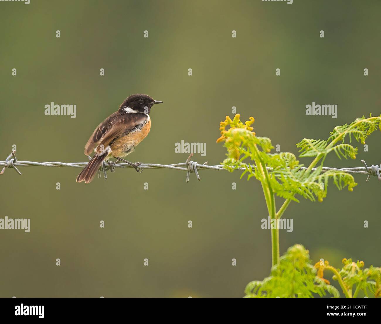 Stein-Chat Stockfoto