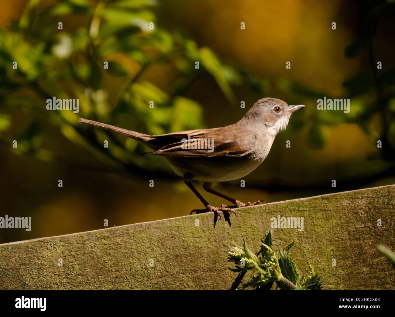 Gemeinsame Whitethroat Stockfoto