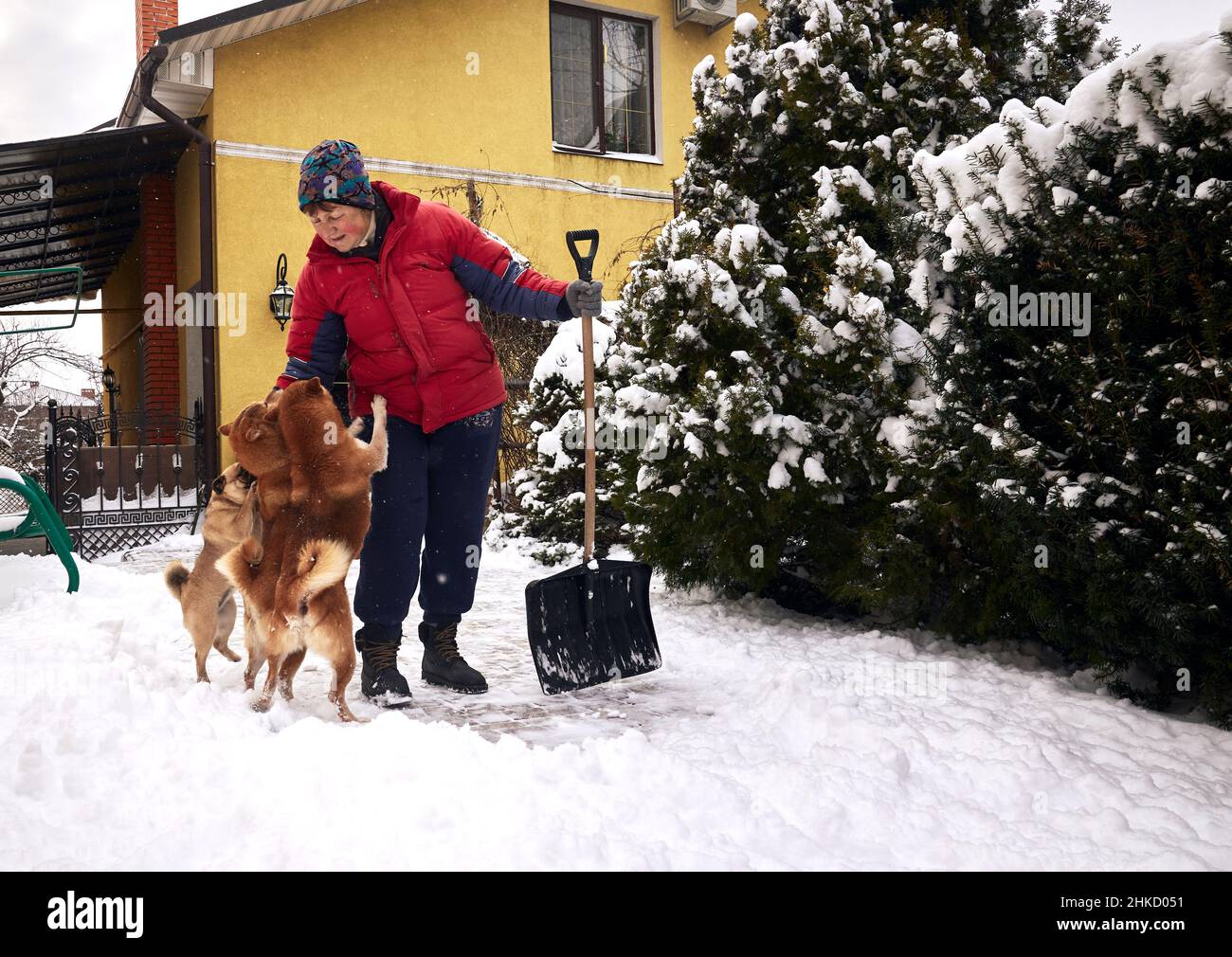 Eine ziemlich reife Erwachsene Frau mit Schneeschaufel kommuniziert mit shiba inu und Moorhunden in einem verschneiten Hof. Stockfoto