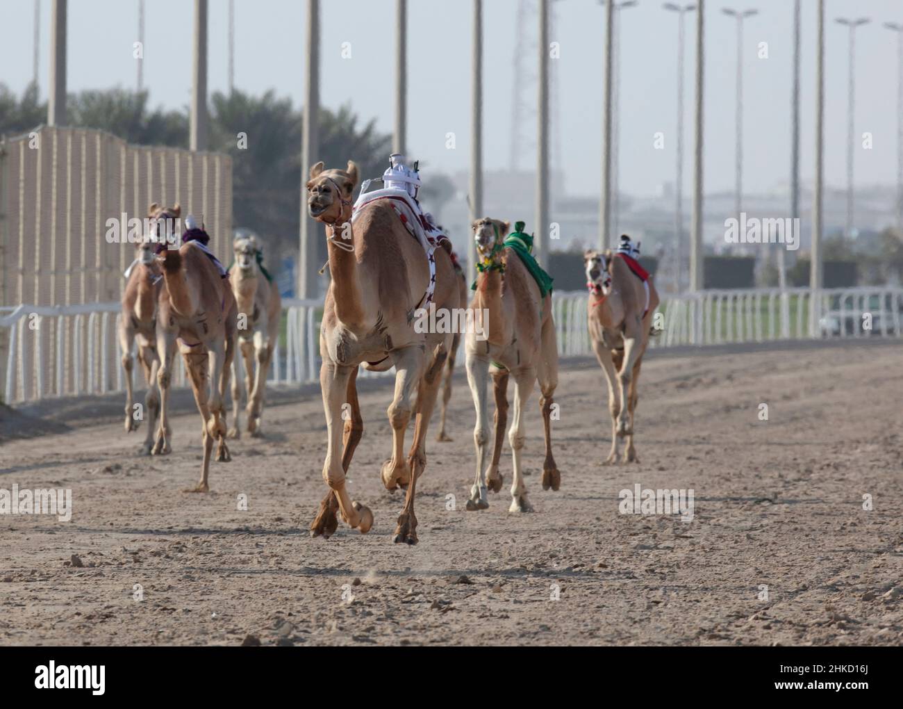 Arabisches Kamelrennen in Shahaniya, KATAR Stockfoto