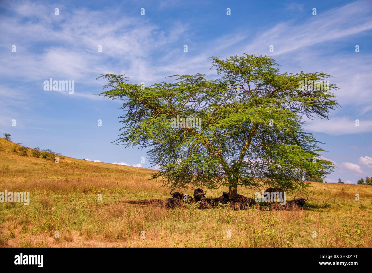 Blick auf eine Herde afrikanischer Büffel, die sich in der Savanne des Lake Nakuru National Park in Kenia im Schatten eines einsamenFieberbaums versammeln und liegen Stockfoto