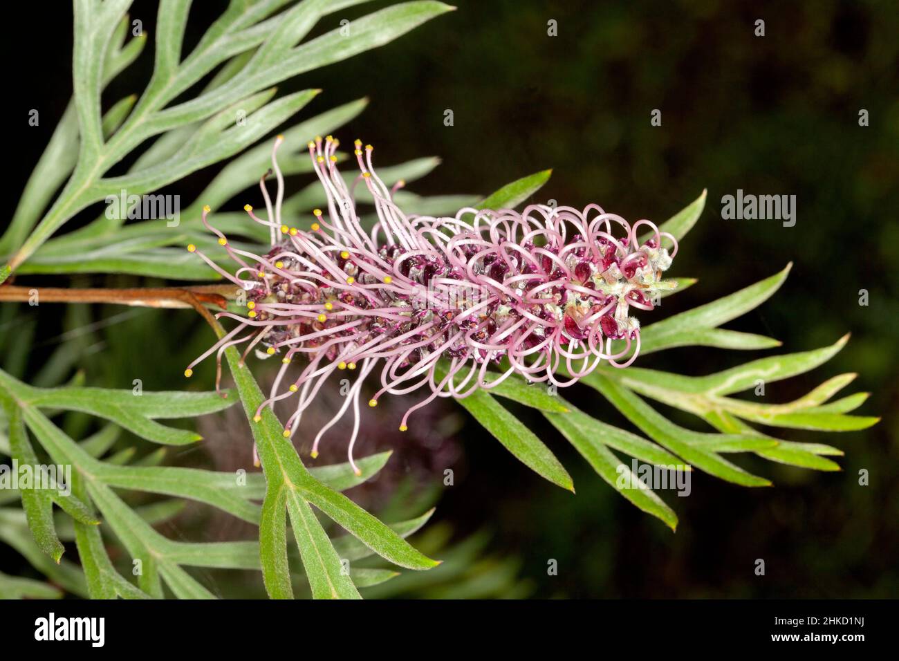 Mauvige Blume und grüne Blätter von Grevillea 'Dorothy Gordon', australischer Pflanze, auf dunklem Grund Stockfoto