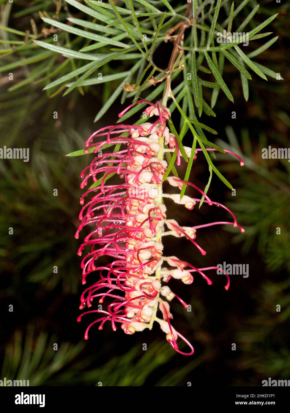 Rote Blume und grüne Blätter von Grevillea 'Spirit of Anzac' auf dunkelgrünem Hintergrund in Australien Stockfoto