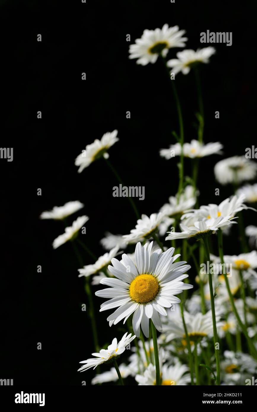 Weiße Gänseblümchen wachsen im Frühling vor dunklem Hintergrund im Freien Stockfoto