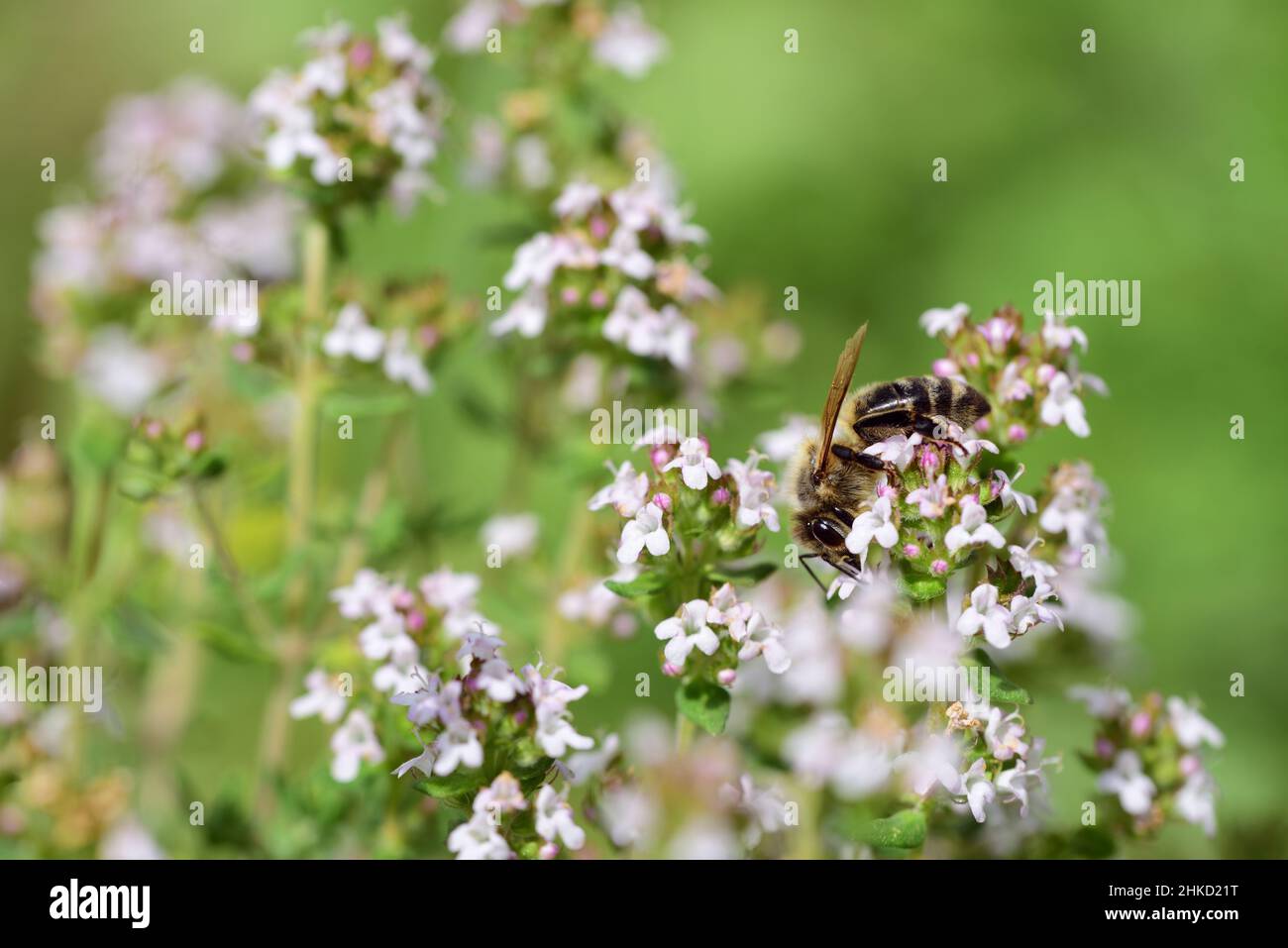 Zwischen vielen kleinen Blüten einer Oranganopflanze im Sommer sucht eine kleine Honigbiene Nahrung, vor grünem Hintergrund in der Natur Stockfoto