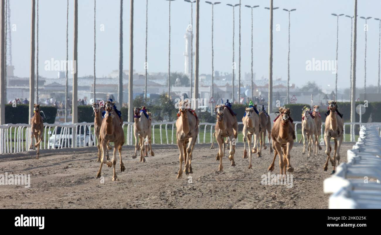 Arabisches Kamelrennen in Shahaniya, KATAR Stockfoto