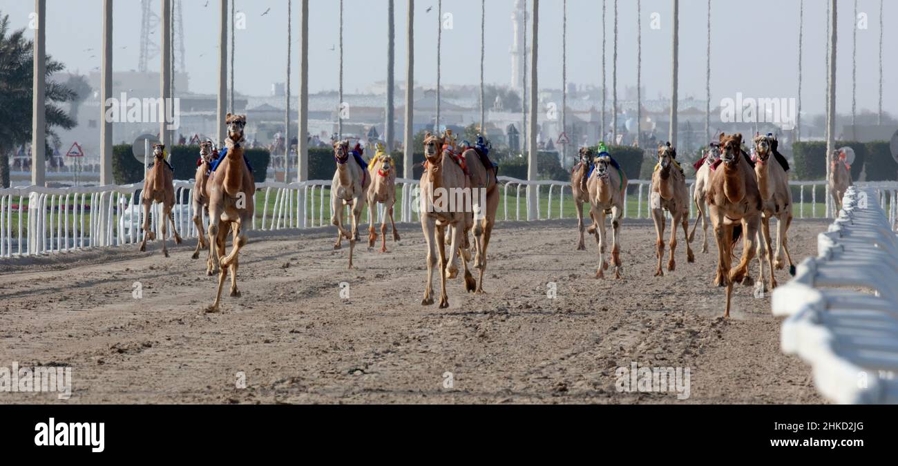 Arabisches Kamelrennen in Shahaniya, KATAR Stockfoto