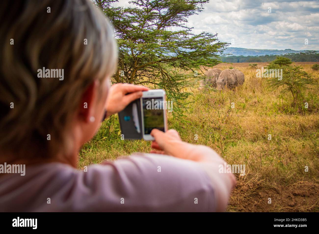 Ansicht einer Touristenattraktion, die mit dem Smartphone zwei weidende weiße Nashörner in den Savannen des Lake Nakuru National Park in Kenia fotografiert Stockfoto