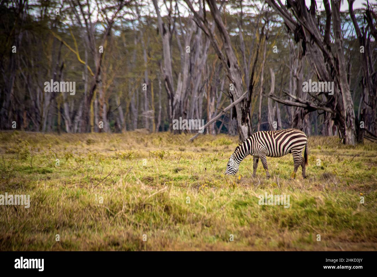 Blick auf ein einiges Zebra, das vor einem gruseligen, unheimlichen Wald am Rande des Savannengrases im Lake Nakuru National Park in Kenia grast Stockfoto