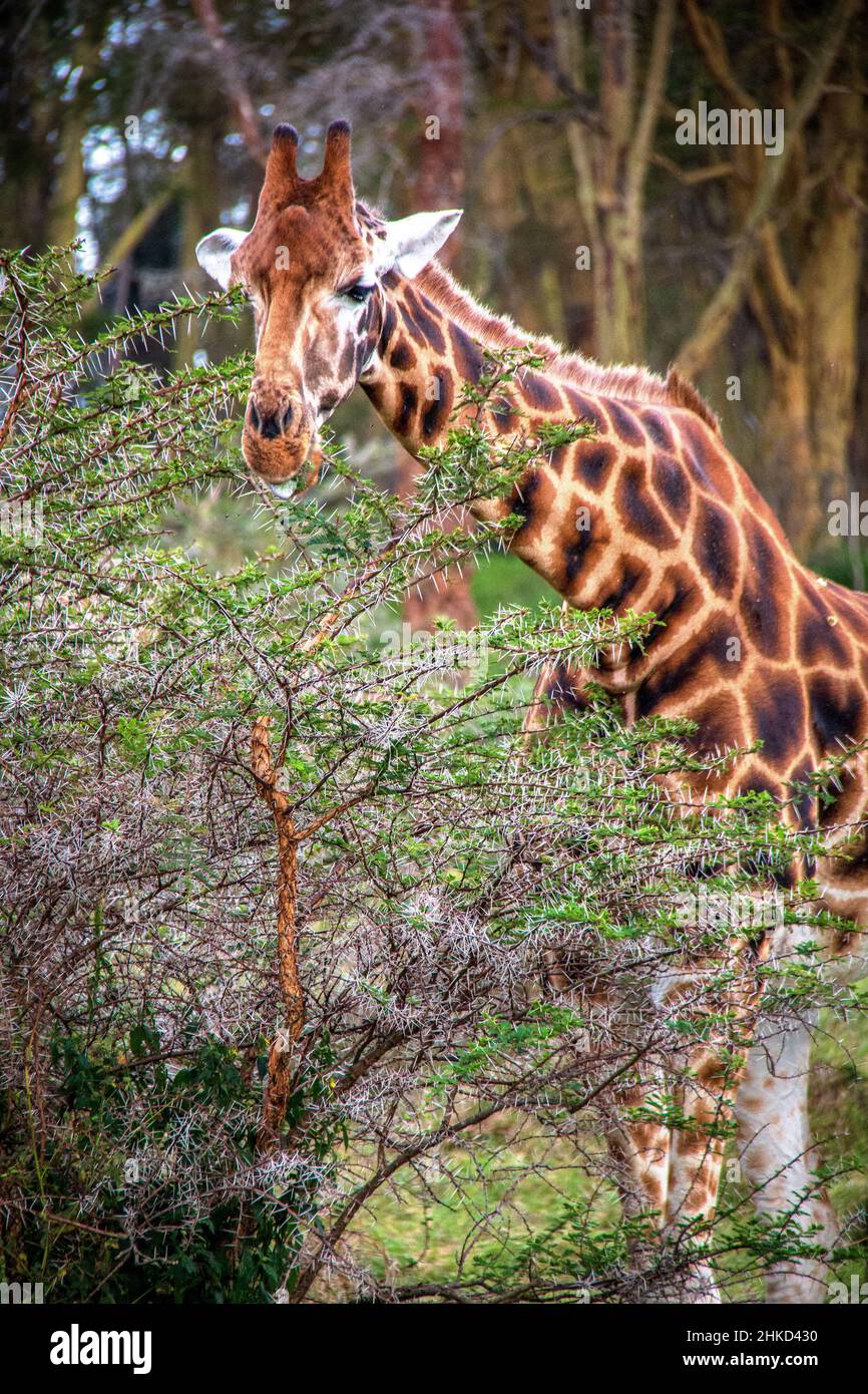 Nahaufnahme einer nubischen Giraffe, die von einer pfeifenden Dornakazie in einem Wald in den Wäldern des Lake Nakuru National Park, Kenia, isst Stockfoto