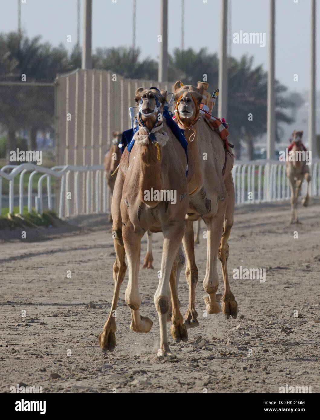 Arabisches Kamelrennen in Shahaniya, KATAR Stockfoto