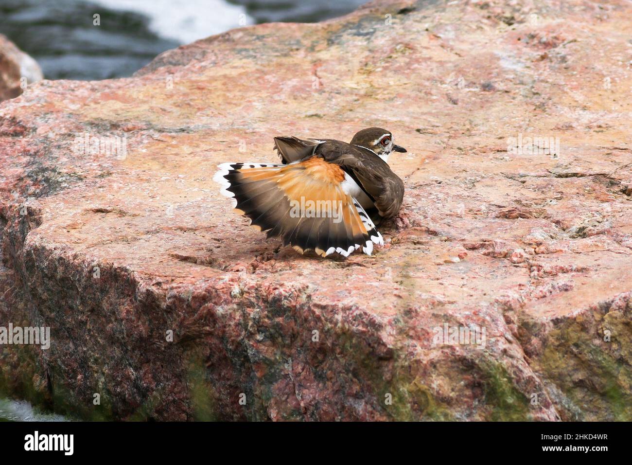 Ein Killdeer-Vogel auf einem rosafarbenen Granitfelsen, dessen Schwanzfedern angehoben und aufgefächert sind, ein schützendes und ausgeklügeltes Display, für das die Art bekannt ist. Stockfoto