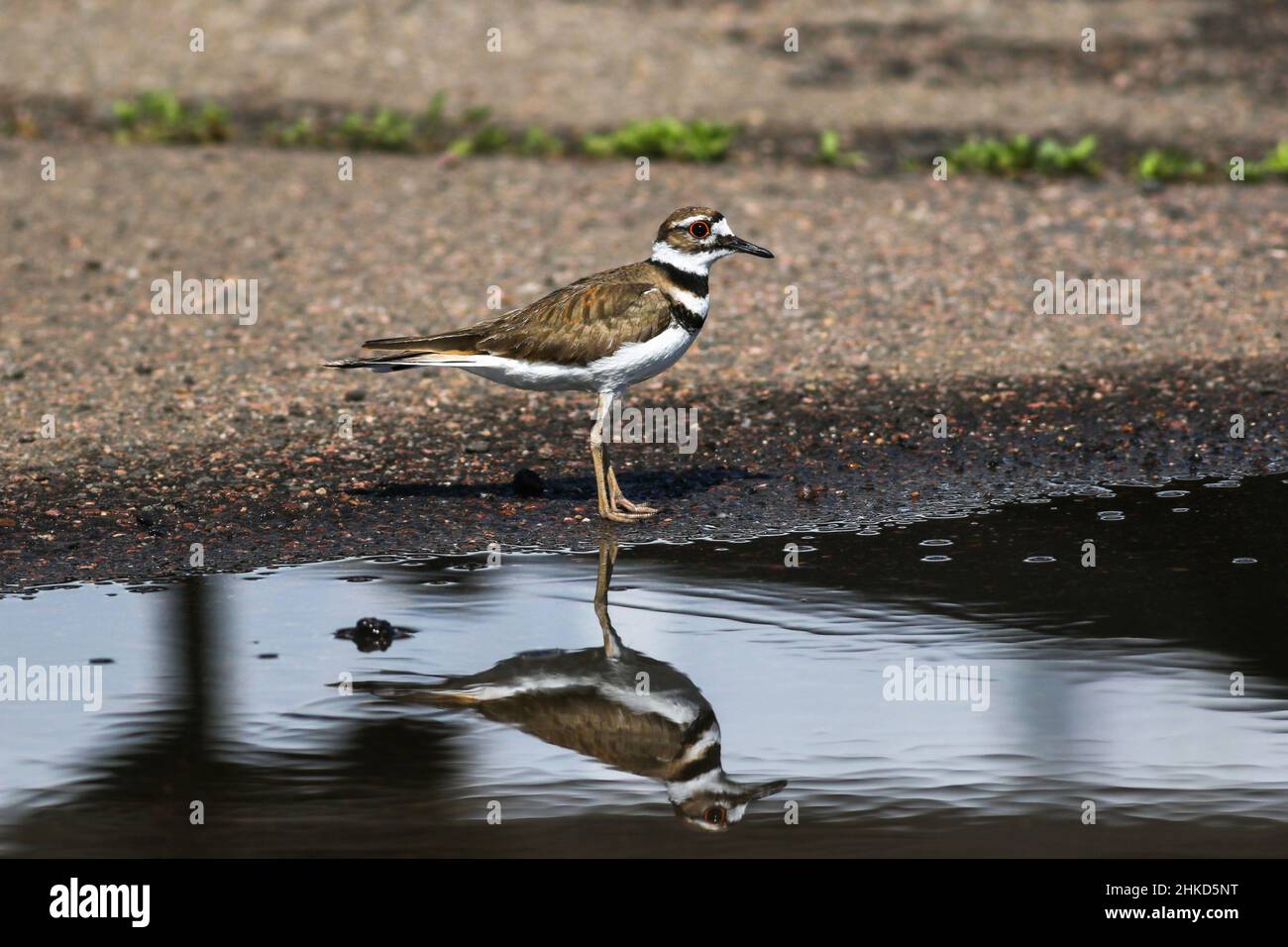 Ein Killdeer-Liebhaber, der an einem sonnigen Tag neben einer Pfütze steht und sich sanft im Wasser spiegelt. Stockfoto