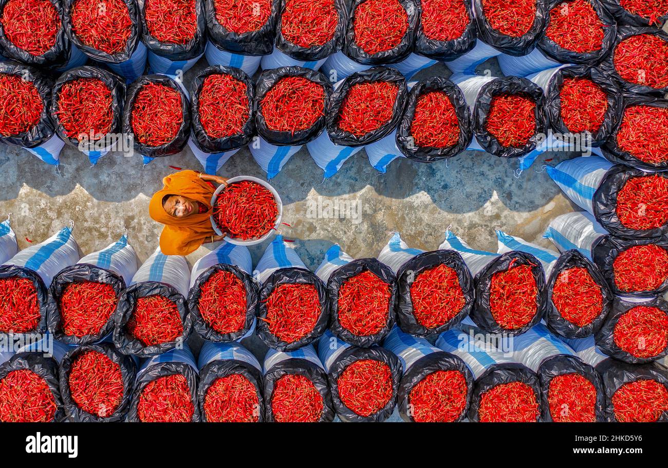 Arbeiterinnen sortieren roten Chilischoten in verschiedenen Farmen im Norden von Bangladesch. Stockfoto