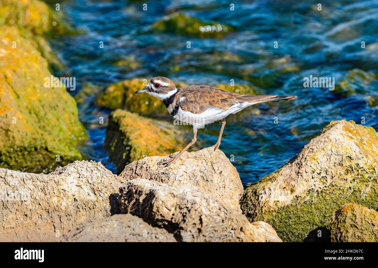 Nahaufnahme eines Killdeer-Vogels, der an einem sonnigen Tag in Colorado über große Felsen an der Küste eines Sees klettert. Stockfoto